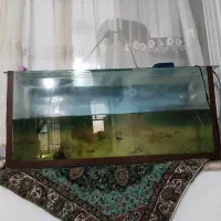 آکواریوم و ماهی گپی
