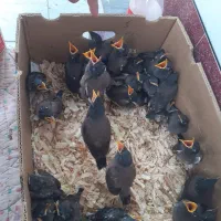مرغ مینا‌ شاه تخم