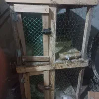 توری کفتر