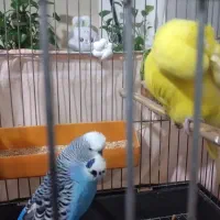 مرغ عشق انگلیسی مولد