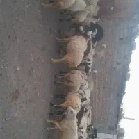 گوسفند در بلورد