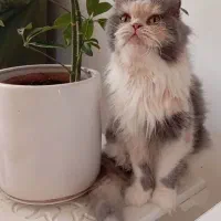 تعدادی پرشین
