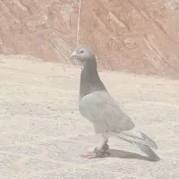 کفتر