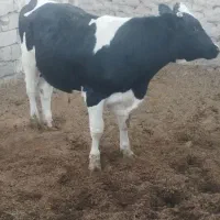 گاو با گوساله ۴روزه ویک نرگاو ۱سال