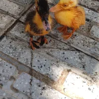 پچه اردک