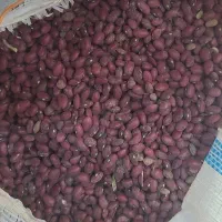 لوبیا قرمز زنجان بذر و خوراک