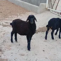 بره نر