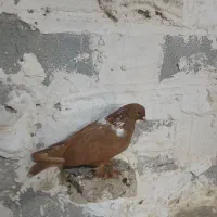 ککیلسیز مایا