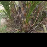 پاجوش کلوته تعداد بالا