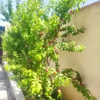 اجاره-باغ-سیب-گردو
