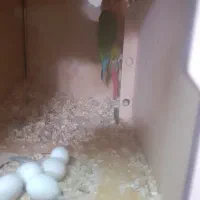 گرینچیک مولد با تخم