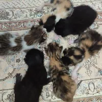 گربه|گربه|دهدشت, |دیوار