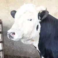 ۱۰راس گوساله نر  چاق مناسب  محرم ونذر