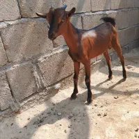 دوعدد نری