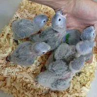 جوجه گرینچیک سرلاکی