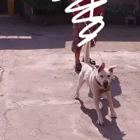 سگ نگهبان