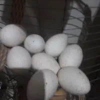 معاوضه تخم بوقلمون با غاز