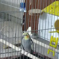 عروس هلندی نر و ماده