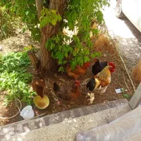 مرغ و خروس محلی