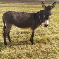 الاغ ماده گله ای