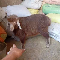 بره ماده