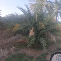 بچه نخل نهال سعمران