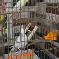 عروس هلندی