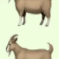 شیر ارگانیک بز