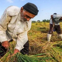 ۲ نفر کارگر ساده برای نخود