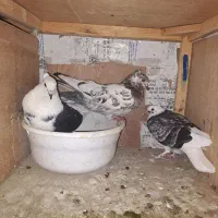 کفتر جفت خورده با جوجه