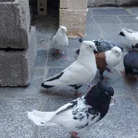 رنگه همه رقم مفت جا ندارم