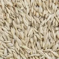 فروش ۸ تن جو تمیز