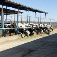 کارگر گاوداری