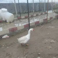 غوغاز نر جوان یک ساله