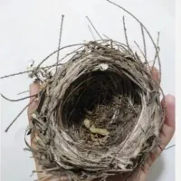 قناری باغی