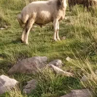 قوچ|عمده‌فروشی|شیروان (لرستان), |دیوار