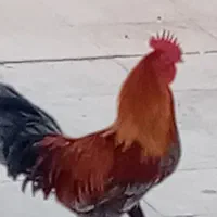 خروس