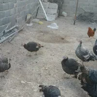 بوقلمون نرو ماده جوجه. خروس