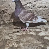 کبوتر