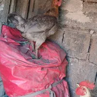 مرغ و خروس کردی