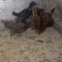 جوجه محلی