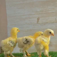 جوجه برهما کینگ