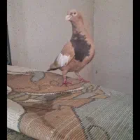 کفتر عتیقه|پرنده|شیراز, بهارستان|دیوار