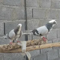آبی|پرنده|مراغه, |دیوار