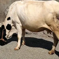 گاو دو رگه