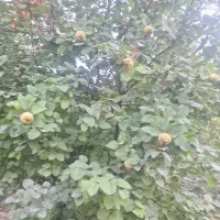 فروش باغ با خانه قدیمی در زرین دشت