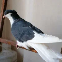 کفتر خال سیاه پشت کاکلی