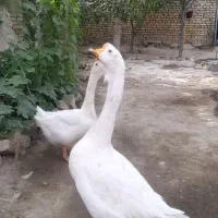غوغاز