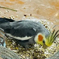 یک عروس هلندی گم شده در خیابان جی