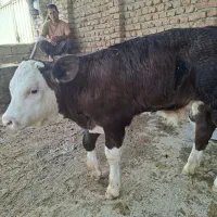 گوساله نر و ماده جنس دار